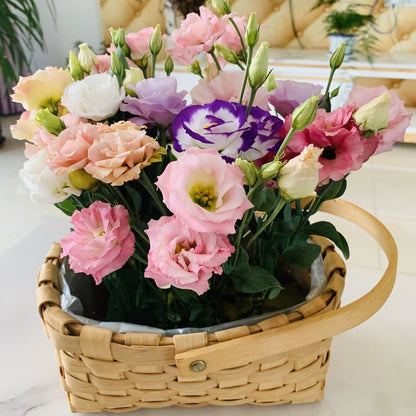 Hardy Perennial Lisianthus Seeds RHS Certified for British Garden Beds Beginner Friendly