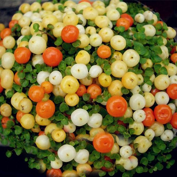 Egrow 50Pcs(100Pcs)/Bag Lamp Beads Grass Seeds Flower Seeds Garden Bonsai Plant for Home Garden Plants