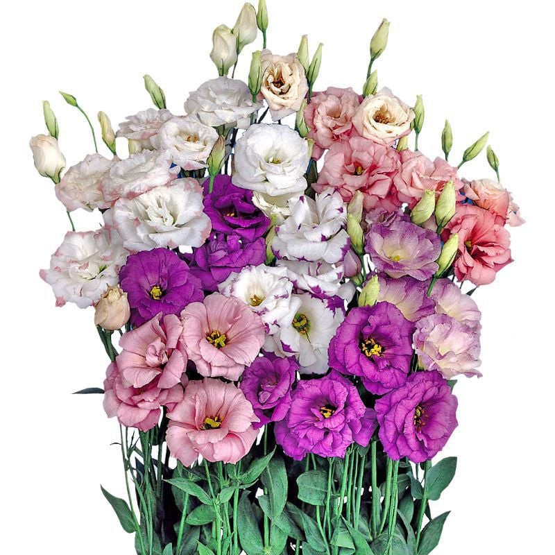 Hardy Perennial Lisianthus Seeds RHS Certified for British Garden Beds Beginner Friendly