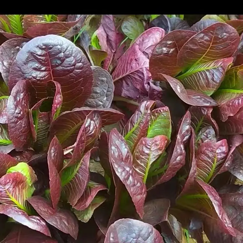 Coffee Leaf lettuce Seeds-🪴Harvest Within 30 days-Fewer Pests