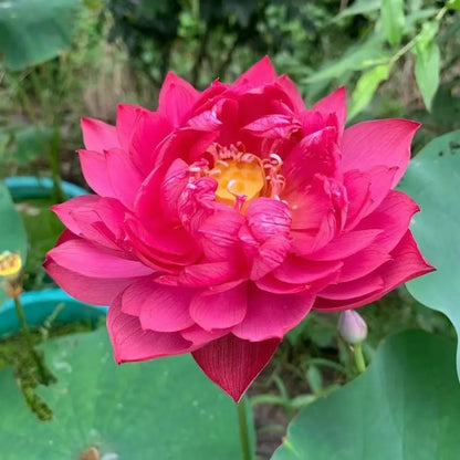 🌸LAST DAY Promotion 35% OFF🌸 Hydroponic Lotus 🌸 | Fresh, Simple & Beautiful(🌱Survival Guaranteed: Free Replacements🌿)