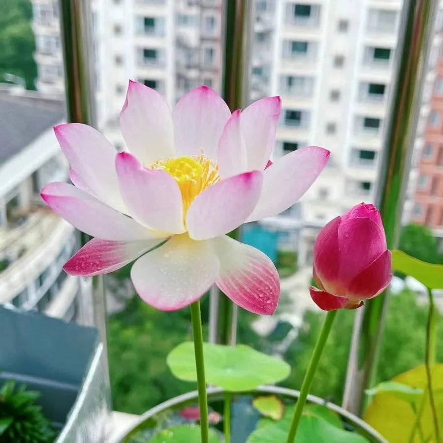 🌸LAST DAY Promotion 35% OFF🌸 Hydroponic Lotus 🌸 | Fresh, Simple & Beautiful(🌱Survival Guaranteed: Free Replacements🌿)