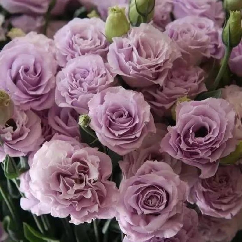 Hardy Perennial Lisianthus Seeds RHS Certified for British Garden Beds Beginner Friendly