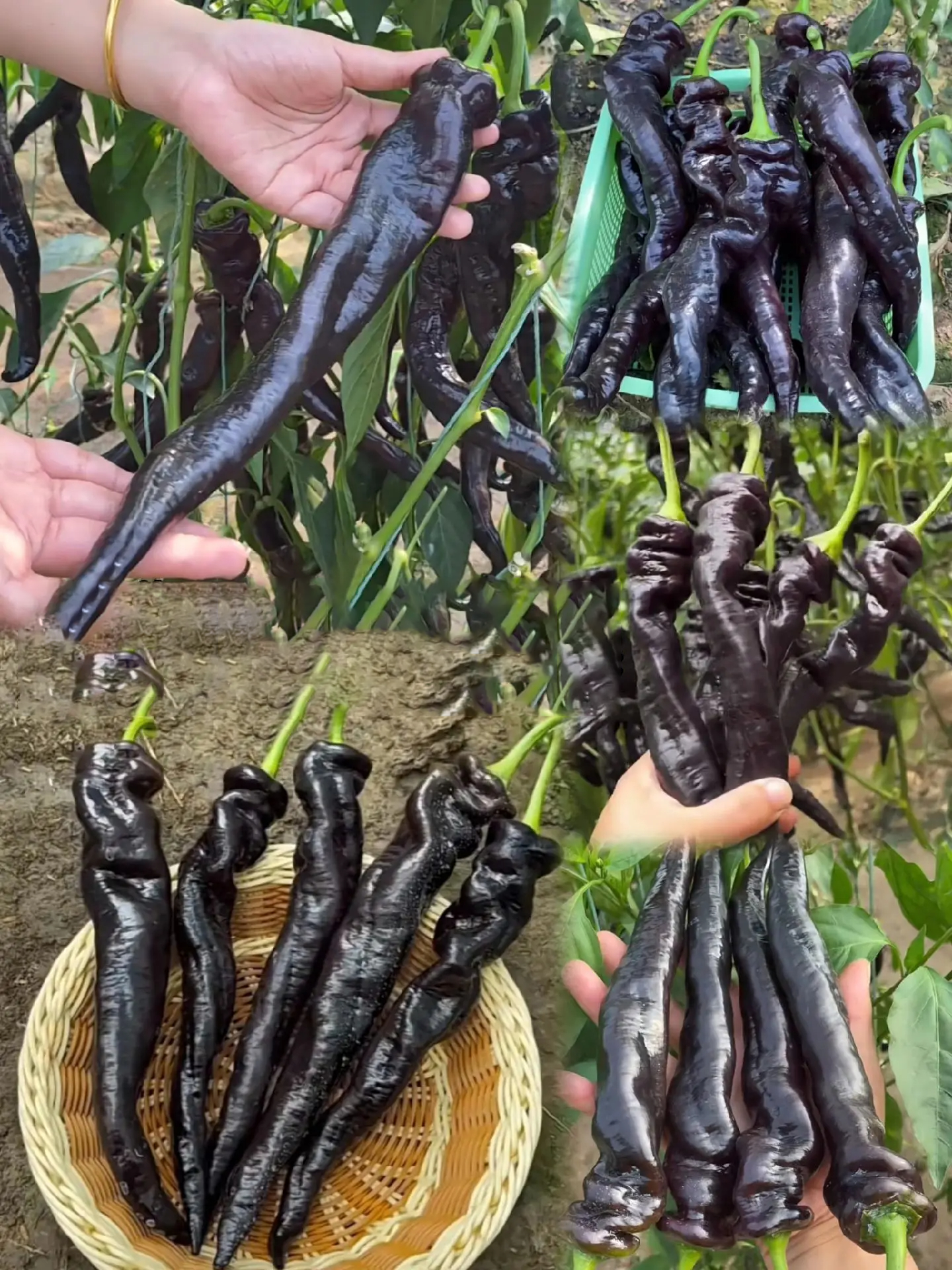 Purple-black Pepper Seeds