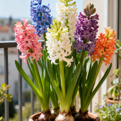 💐Bi-Color Mutation Hyacinth Bulbs