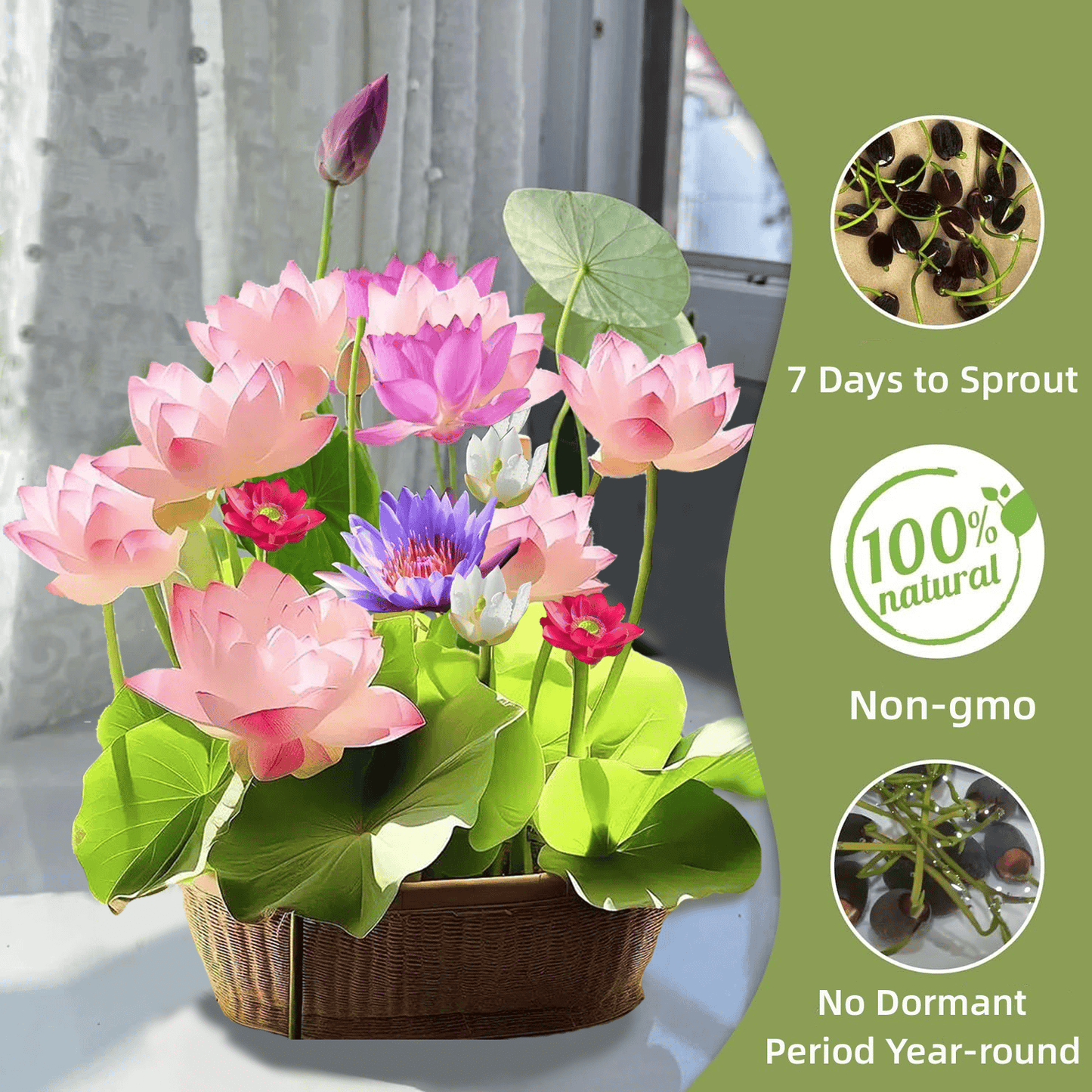 💐The Sacred Bonsai Bowl Lotus Flower