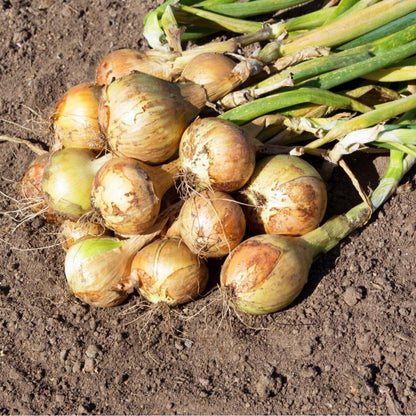 Yellow Sweet Spanish Utah Onion