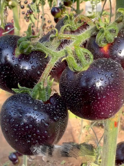 Black Pearl Tomato Seeds