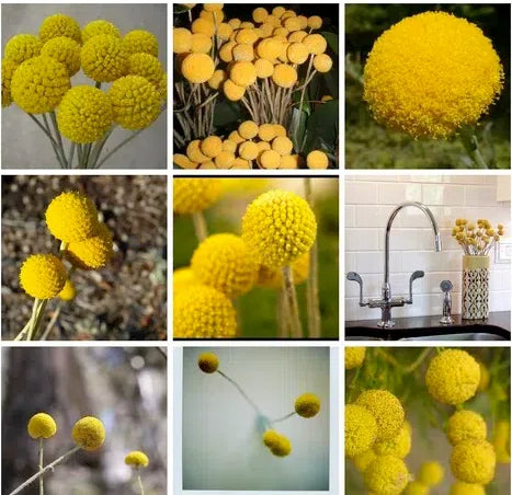 Billy Button Seeds