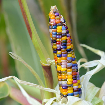 Rainbow Glass Gem Corn Seeds