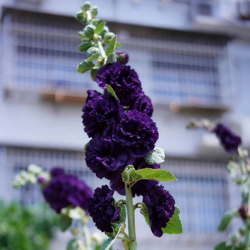 🌈Rare Rainbow Hollyhock — The Most Magical Flower of 2026