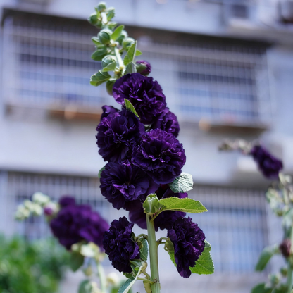 🌈Rare Rainbow Hollyhock — The Most Magical Flower of 2026