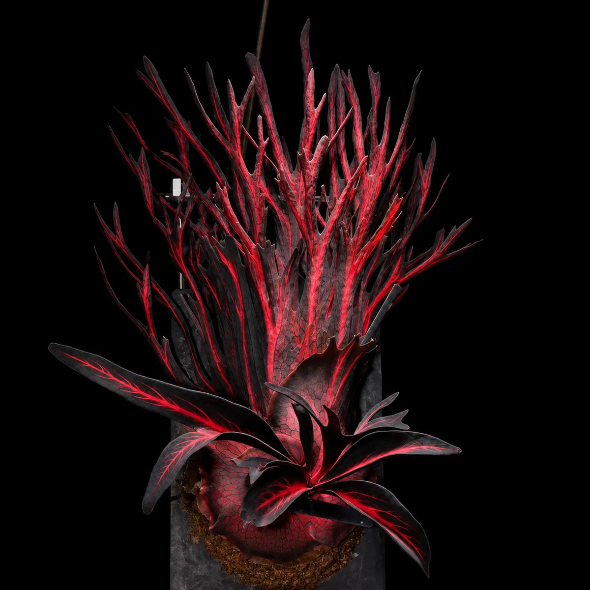 🦌 Rare Rainbow Staghorn Fern — Living Botanical Wall Sculpture