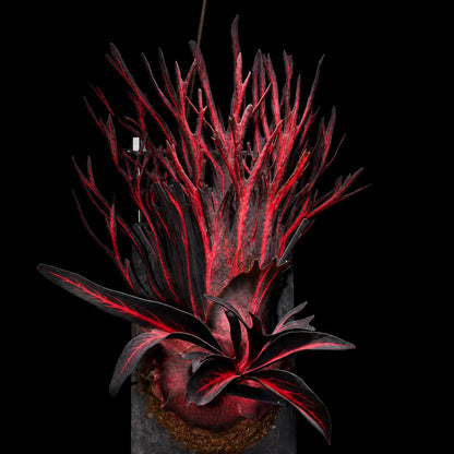 🦌 Rare Rainbow Staghorn Fern — Living Botanical Wall Sculpture