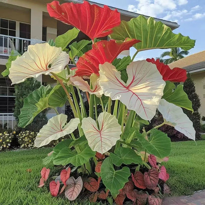 🌿Garden Favorite Hosta Bulbs – Lush Foliage, Shade-Loving Perennial Garden Plants🪴