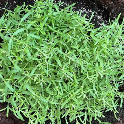 💜40%Off-Clam-Relax-Lavender seeds, Naturally Calming Fragrance