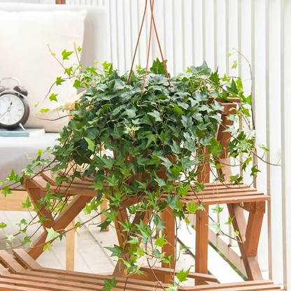 🌿Elegant Weeping Vines·Ivy-Loyalty, Friendship