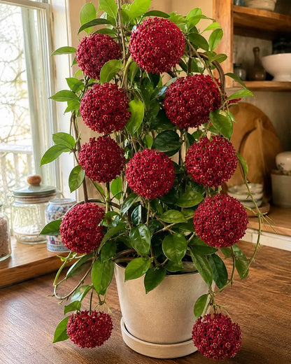 🌸Premium Hoya Carnosa Fresh Bulbs | Easy-to-Grow Cascading Wax Plant