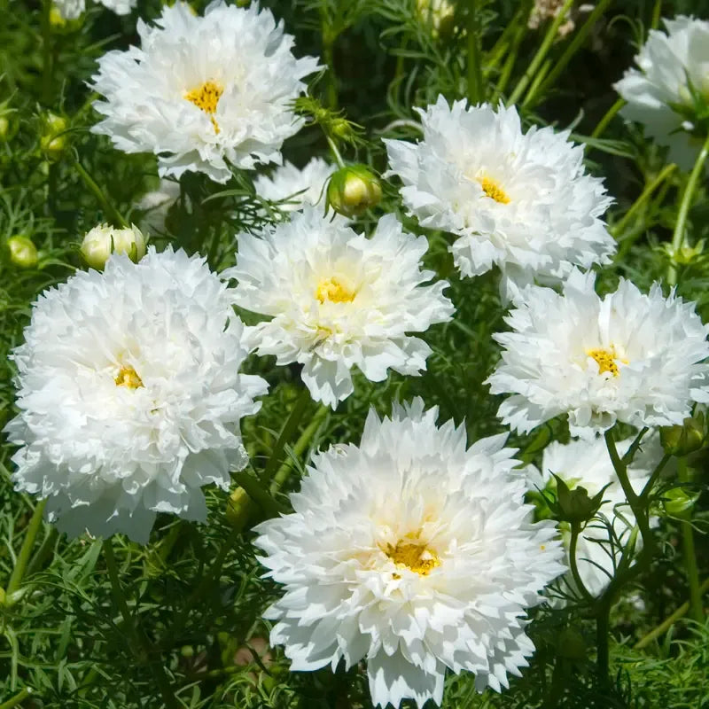 🌸Double Cosmos Seeds-Flower of Happiness