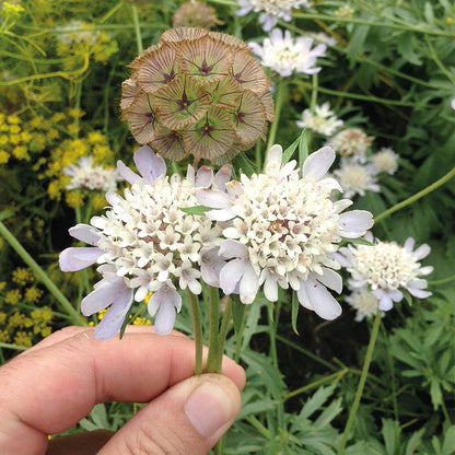 ⭐Starflower Pincushion Seeds