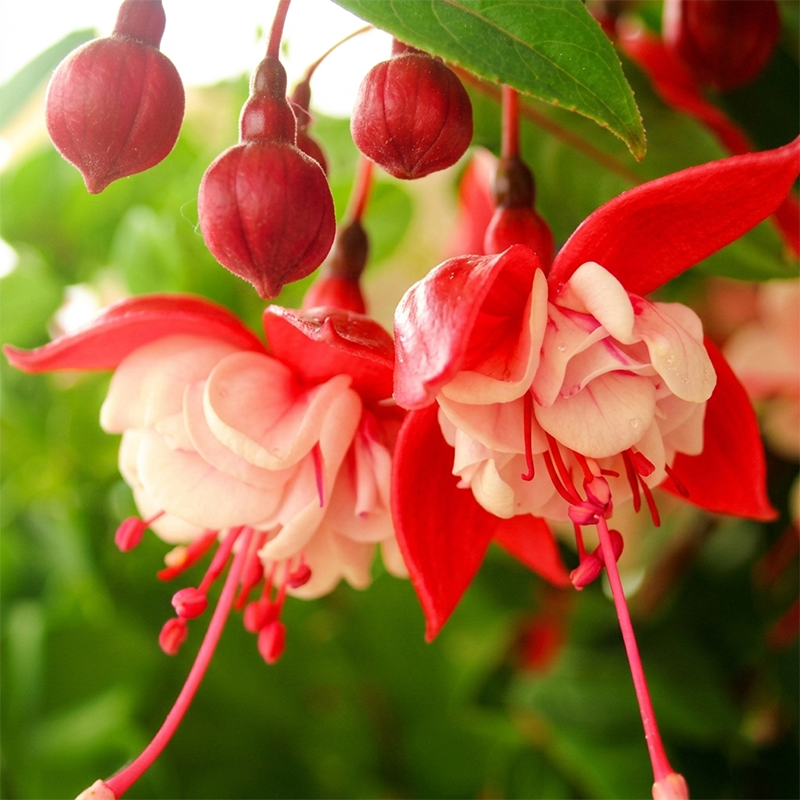 Fuchsia Flower Seeds – Stunning Hanging Lantern Flowers for Garden & Balcony