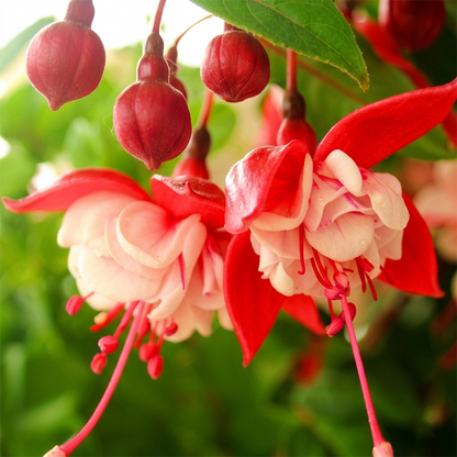 Fuchsia Flower Seeds – Stunning Hanging Lantern Flowers for Garden & Balcony