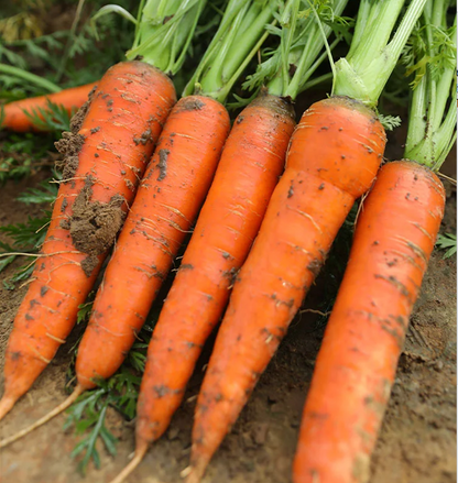 Fruit Carrot Seeds