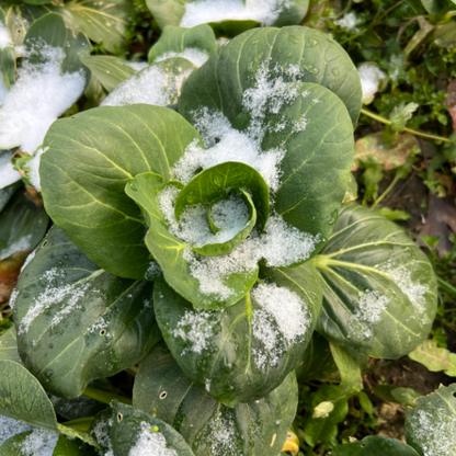 Black-leaf Bok Choy Seeds