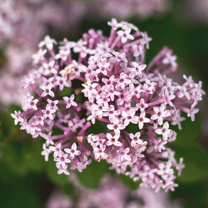 Valerian Seeds
