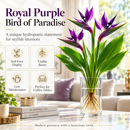 🕊️Hydroponic bird of paradise, from bulb to flowering, is incredibly therapeutic.