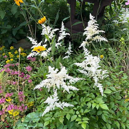 Astilbe Bulbs-Shade Loving Perennials