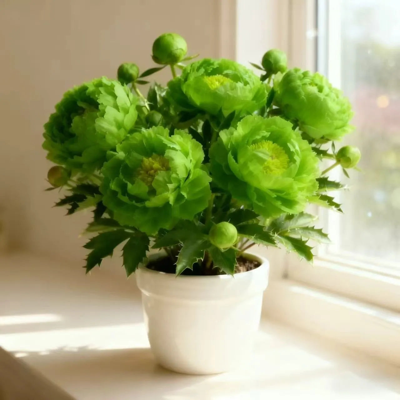Dwarf Peony Seeds – Big Blooms in Small Spaces 🌿 Easy to Grow & Beautifully Compact