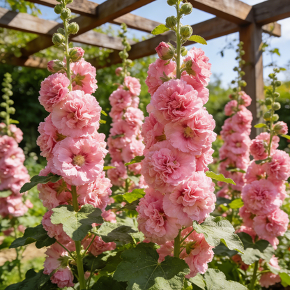 🌸Double Fragrant Hollyhock Seeds