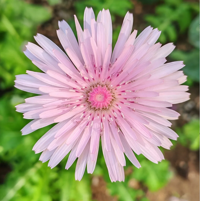 Peach-Colored Dandelion Seeds