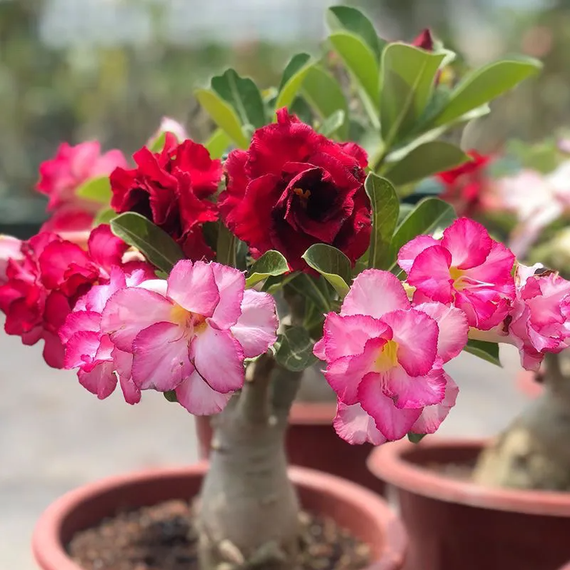 🌵🌹 Dive into Desert Beauty: Desert Rose Bulbs for Your Tranquil Haven!-Various Colors🌱Long Flowering Period 🏜️🌺