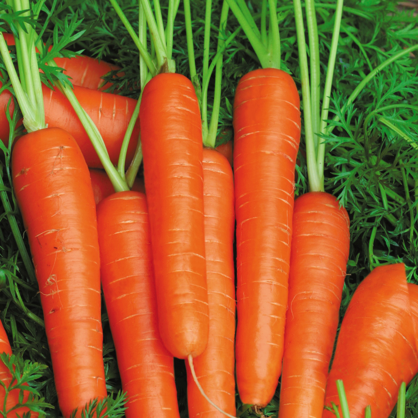 Fruit Carrot Seeds