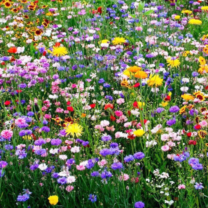 🔥Four Seasons Wildflower Seeds – Over 60 Mixed Perennial Varieties🌸