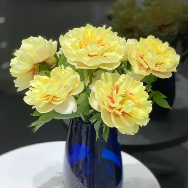 🔥LAST DAY 45% OFF🌺THE QUEEN OF FLOWERS—DOUBLE PETALED PIANI