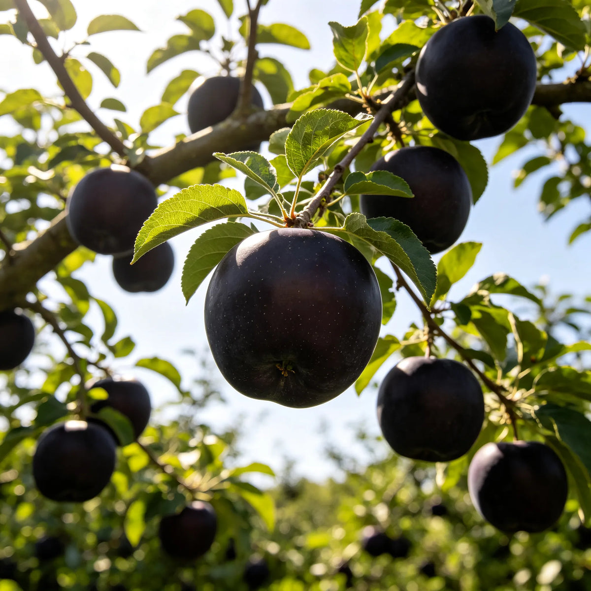 Rare Black Diamond Apple Seeds – Grow Your Own Unique Apple Tree
