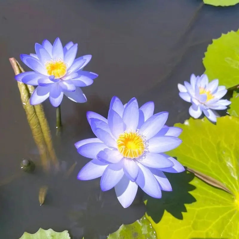 🌸LAST DAY Promotion 35% OFF🌸 Hydroponic Lotus 🌸 | Fresh, Simple & Beautiful(🌱Survival Guaranteed: Free Replacements🌿)