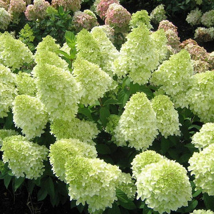 Panicle Hydrangea Flowers Seeds 💞 Plants Home Garden Flower Seeds