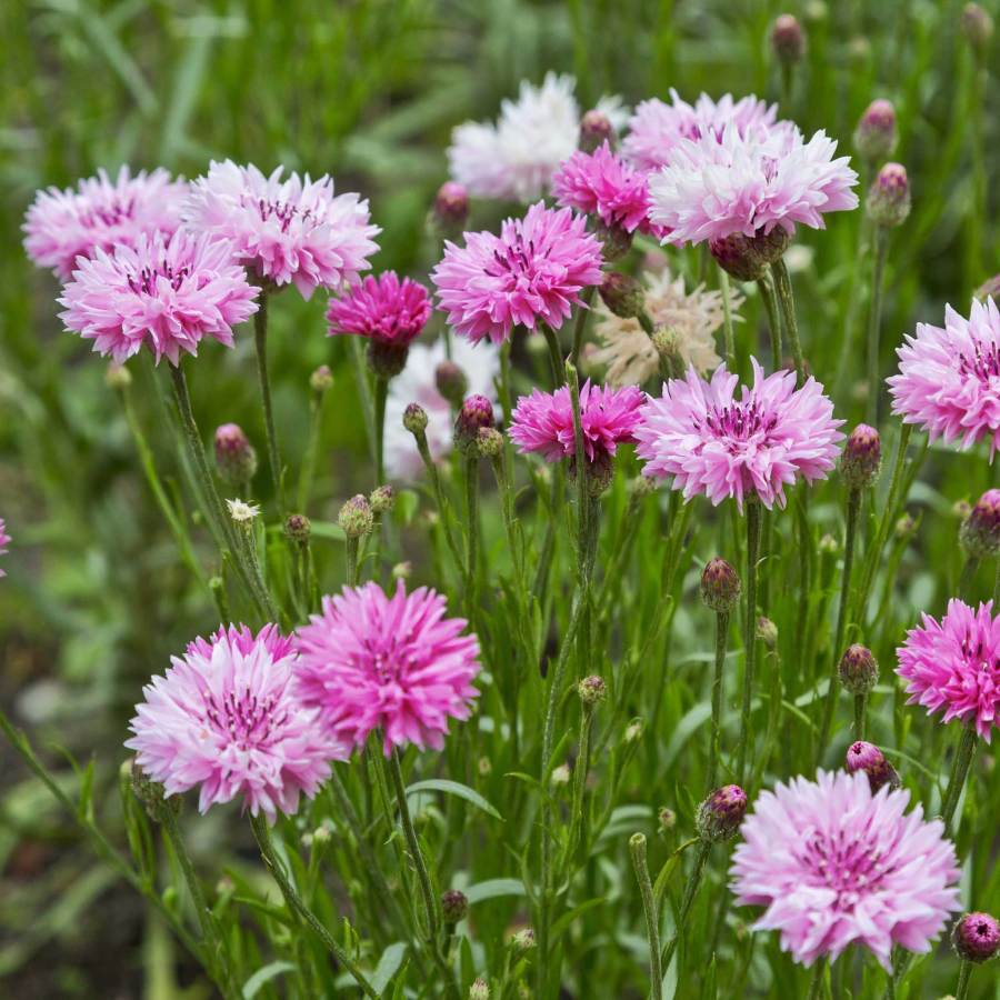 Cornflower Mixed Seeds