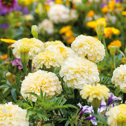 🌸Colorful Marigold Seeds