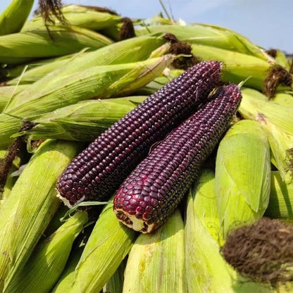 Gem Corn Seeds for Home Vegetable Gardens
