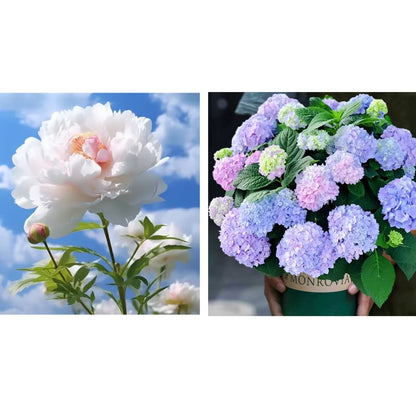🔥LAST DAY 45% OFF🌺THE QUEEN OF FLOWERS—DOUBLE PETALED PIANI