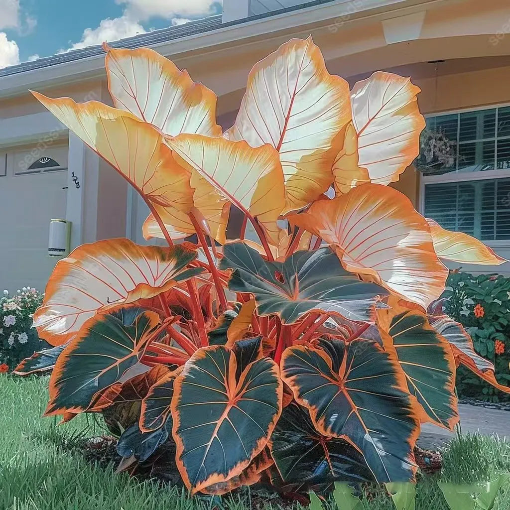 🌿Garden Favorite Hosta Bulbs – Lush Foliage, Shade-Loving Perennial Garden Plants🪴