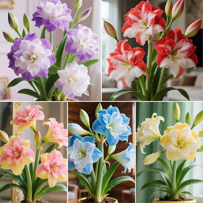 🌺 Amaryllis Bulbs– Dramatic Blooms, Effortless Grace! 🌿✨