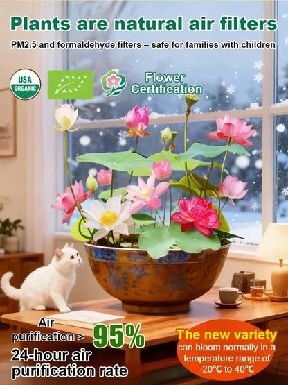 🌸LAST DAY Promotion 35% OFF🌸 Hydroponic Lotus 🌸 | Fresh, Simple & Beautiful(🌱Survival Guaranteed: Free Replacements🌿)