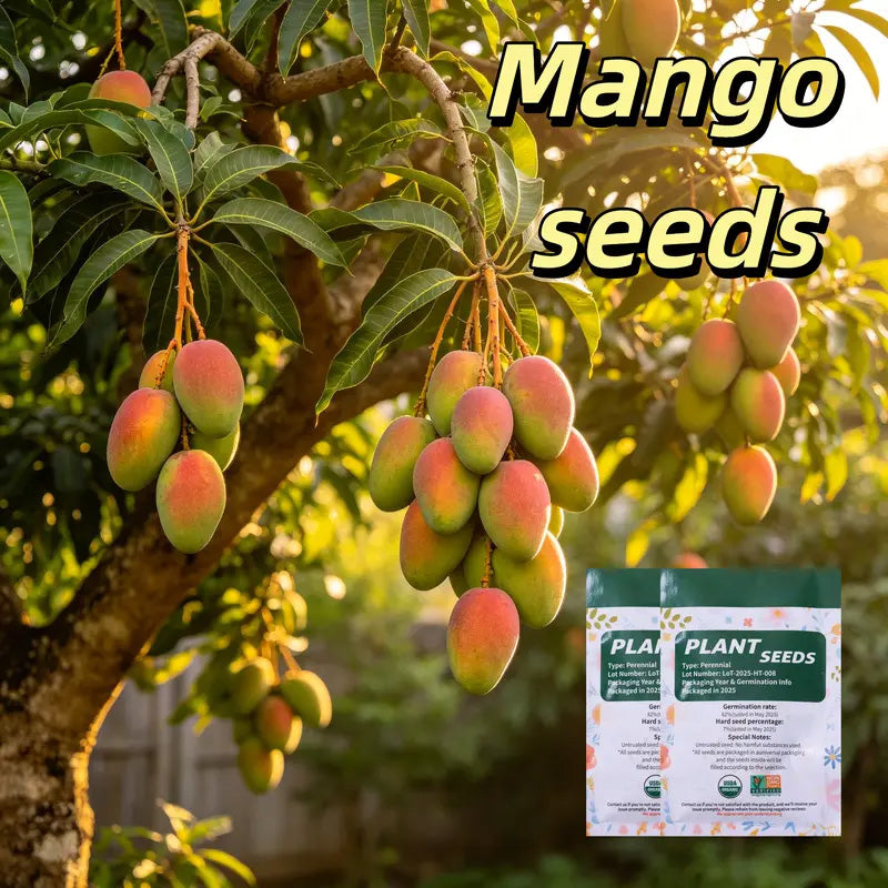 🥭 Sweet 'Golden Honey' Dwarf Mango Tree Seeds (Grow at Home)