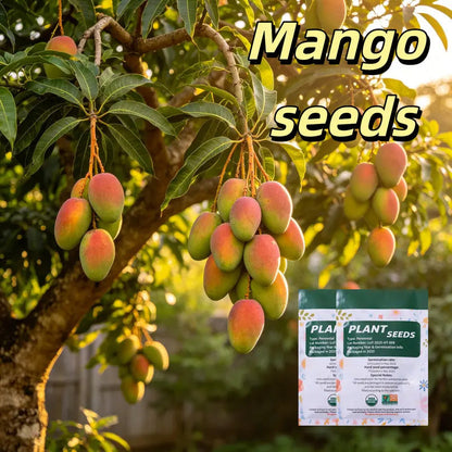 🥭 Sweet 'Golden Honey' Dwarf Mango Tree Seeds (Grow at Home)